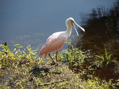 [Same bird has turned its head twoard the water and has its bill opened highlighting the long bill with the wide round shape at the end.]